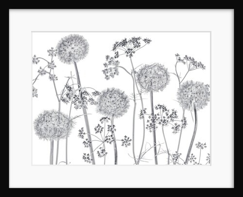 Meadow flowers by Assaf Frank